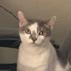 Meet your Posher, Jesus